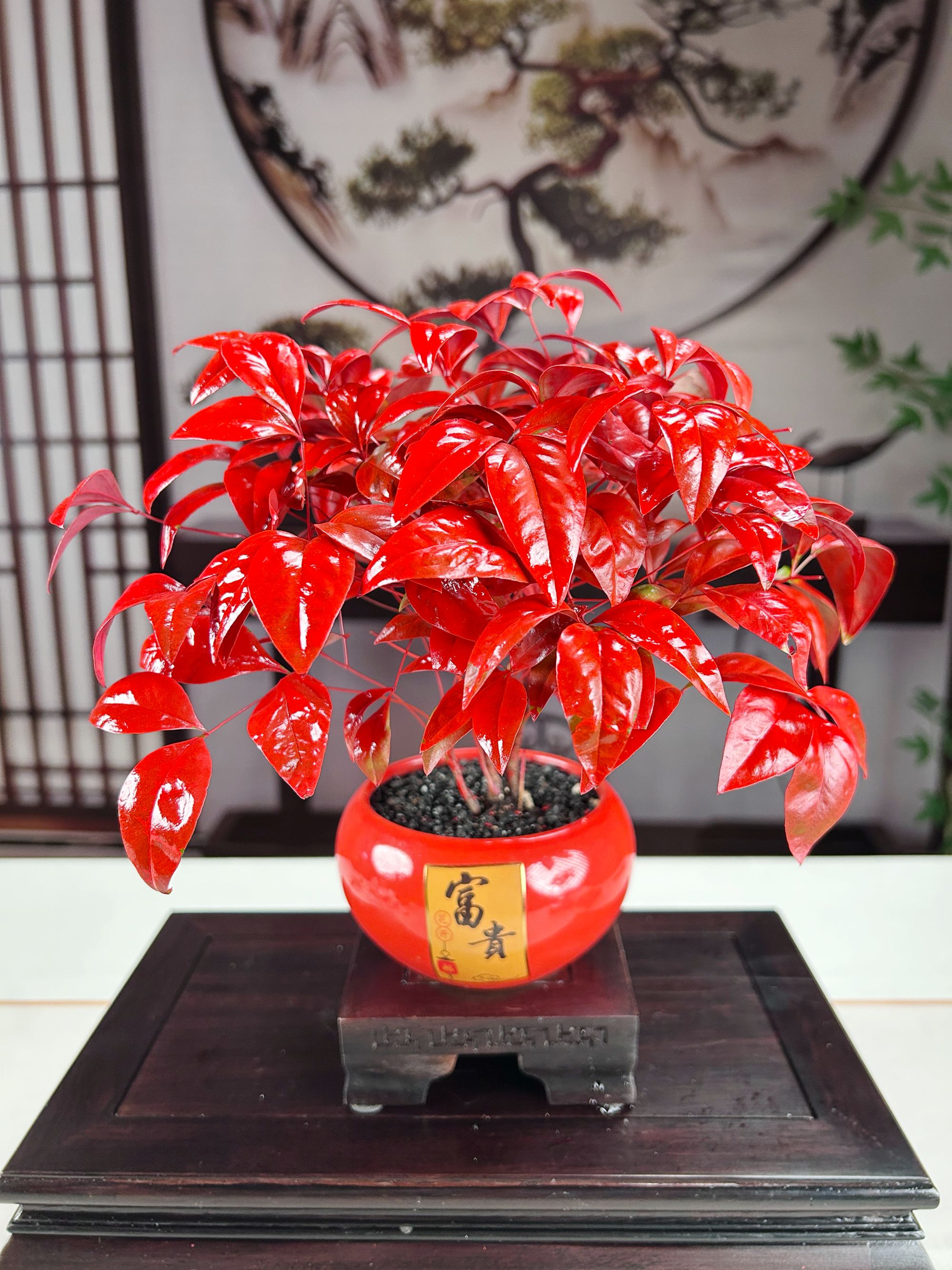 火焰南天竹盆栽#耐寒好养#南天竹#火焰南天竹#养花#绿植#盆栽