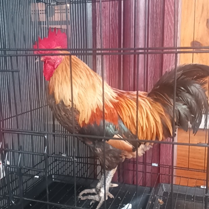 贵州黄金五彩老品种本地土鸡青年鸡1年左右一物一拍顺丰包活包邮