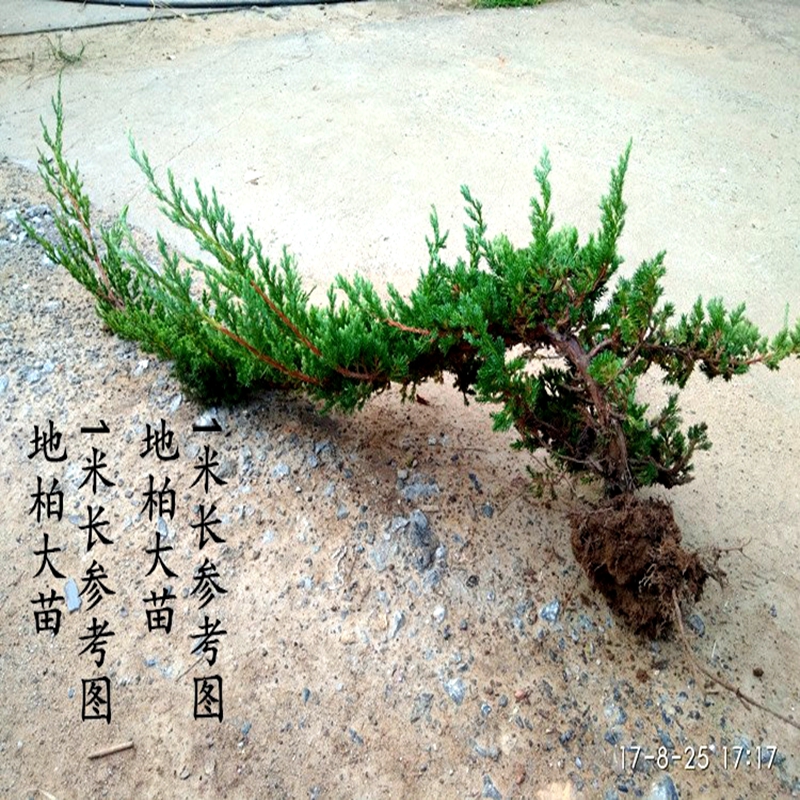 地柏苗四季常青庭院铺地柏爬地柏松柏盆景盆栽地被植物道路绿化