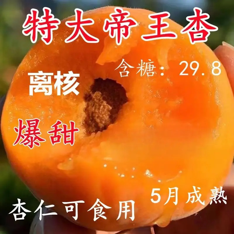 帝王杏子树苗嫁接杏树果苗盆栽地栽抗旱抗寒杏树嫁接苗大果树苗