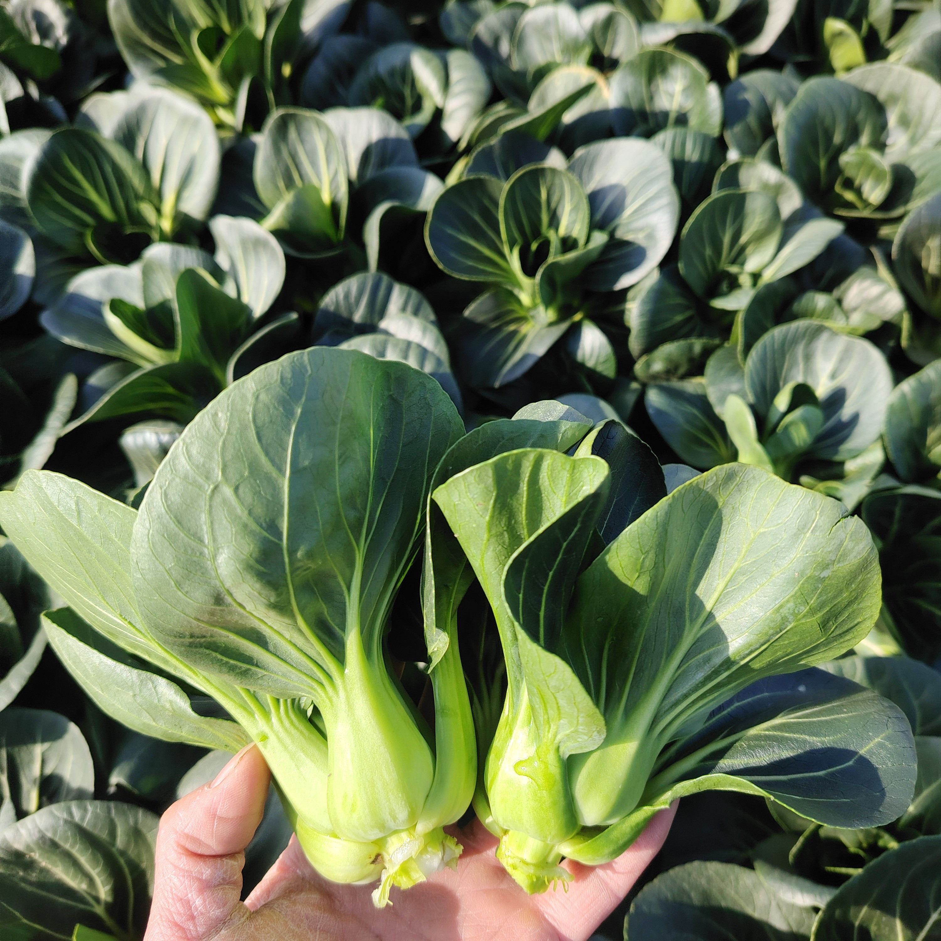 新鲜霜冻小白菜矮脚苏州青湖北农家露天小青菜小油菜软糯香甜现摘