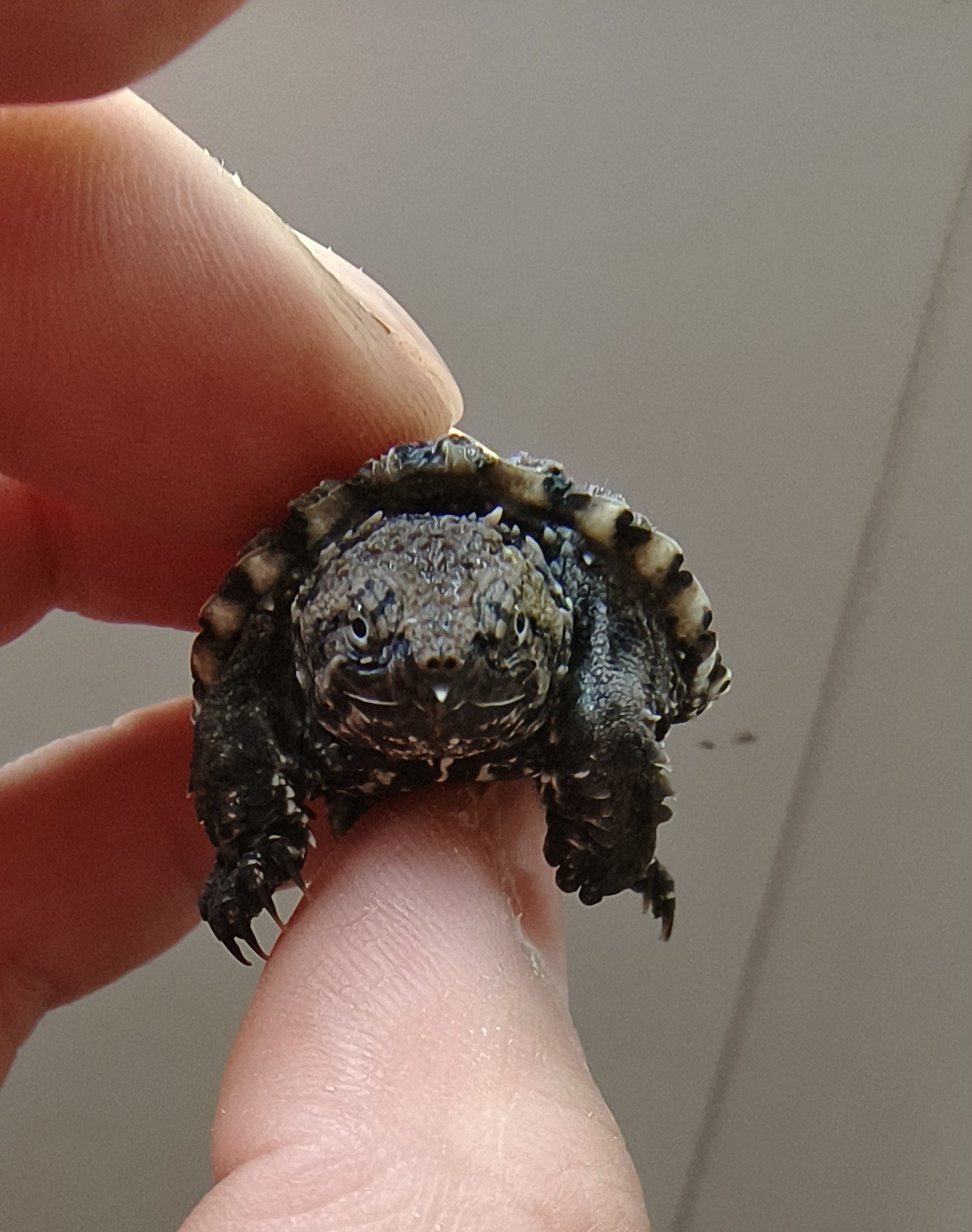 外塘纯种北美杂佛小龟苗活物凶猛食肉家养宠物龟