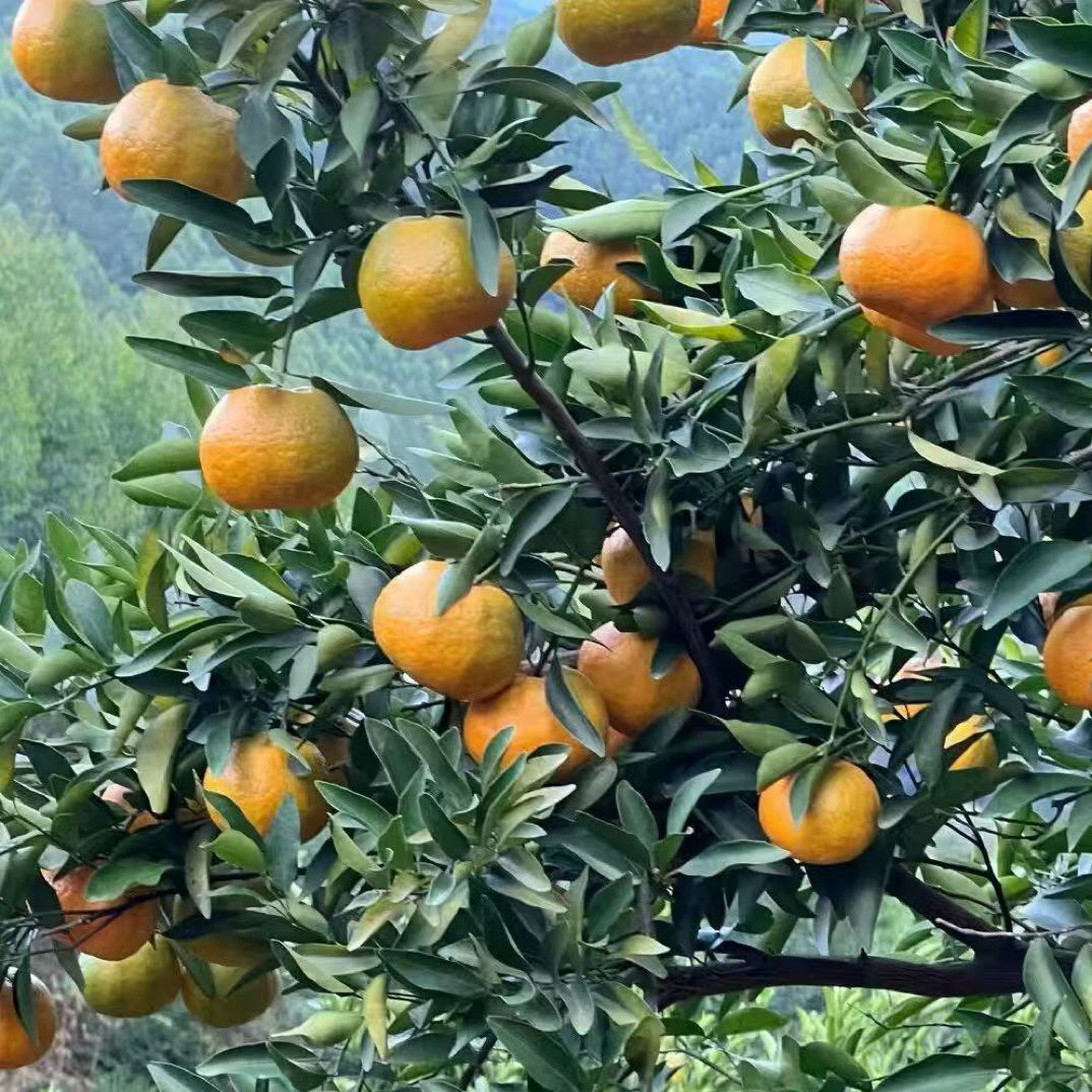 正宗永春芦柑王拒绝冒牌，果园现摘现发鲜纯天然健康营养口感有劲
