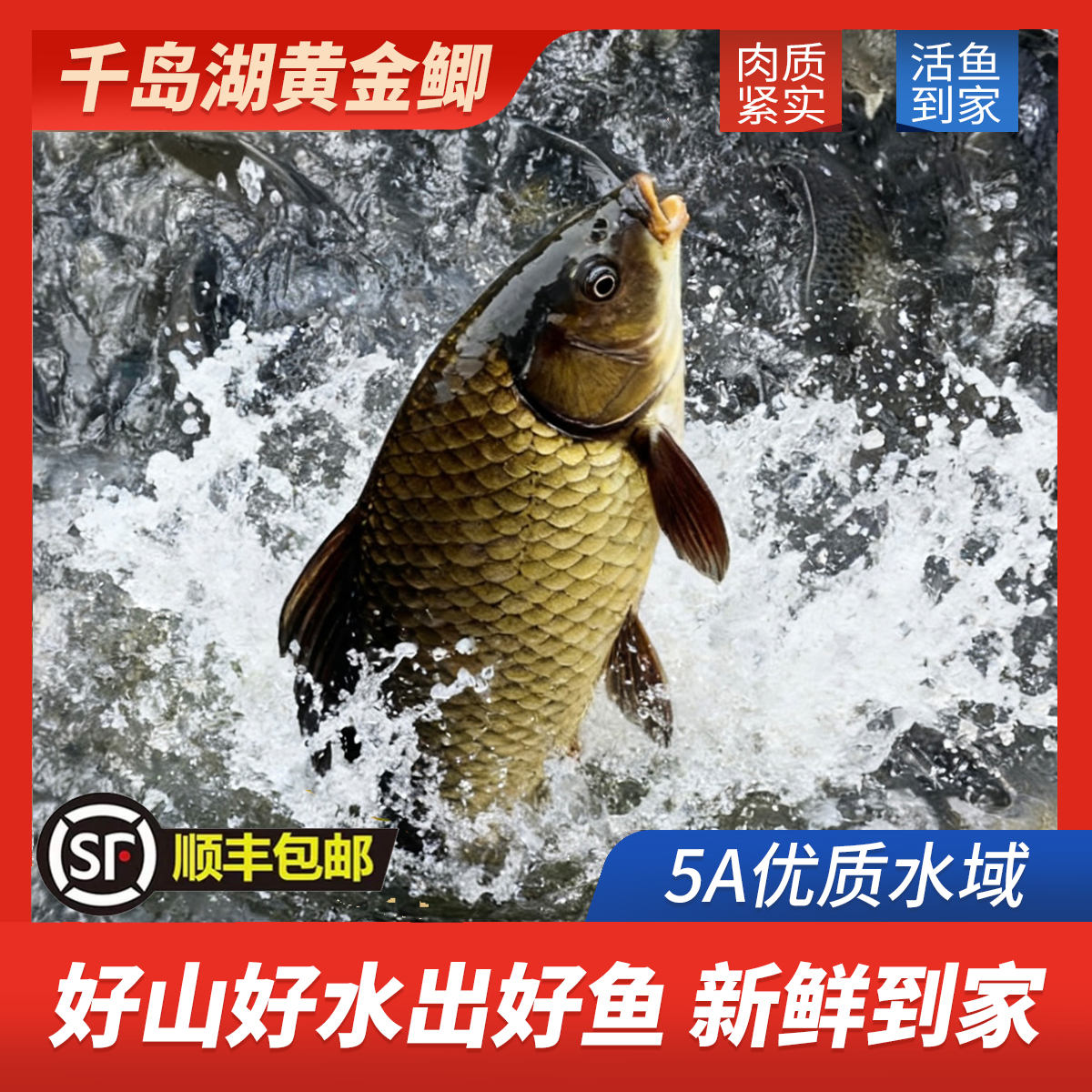 【五福临门】千岛湖生态黄金鲫鱼活鱼现捕捞送货上门6两以上/条