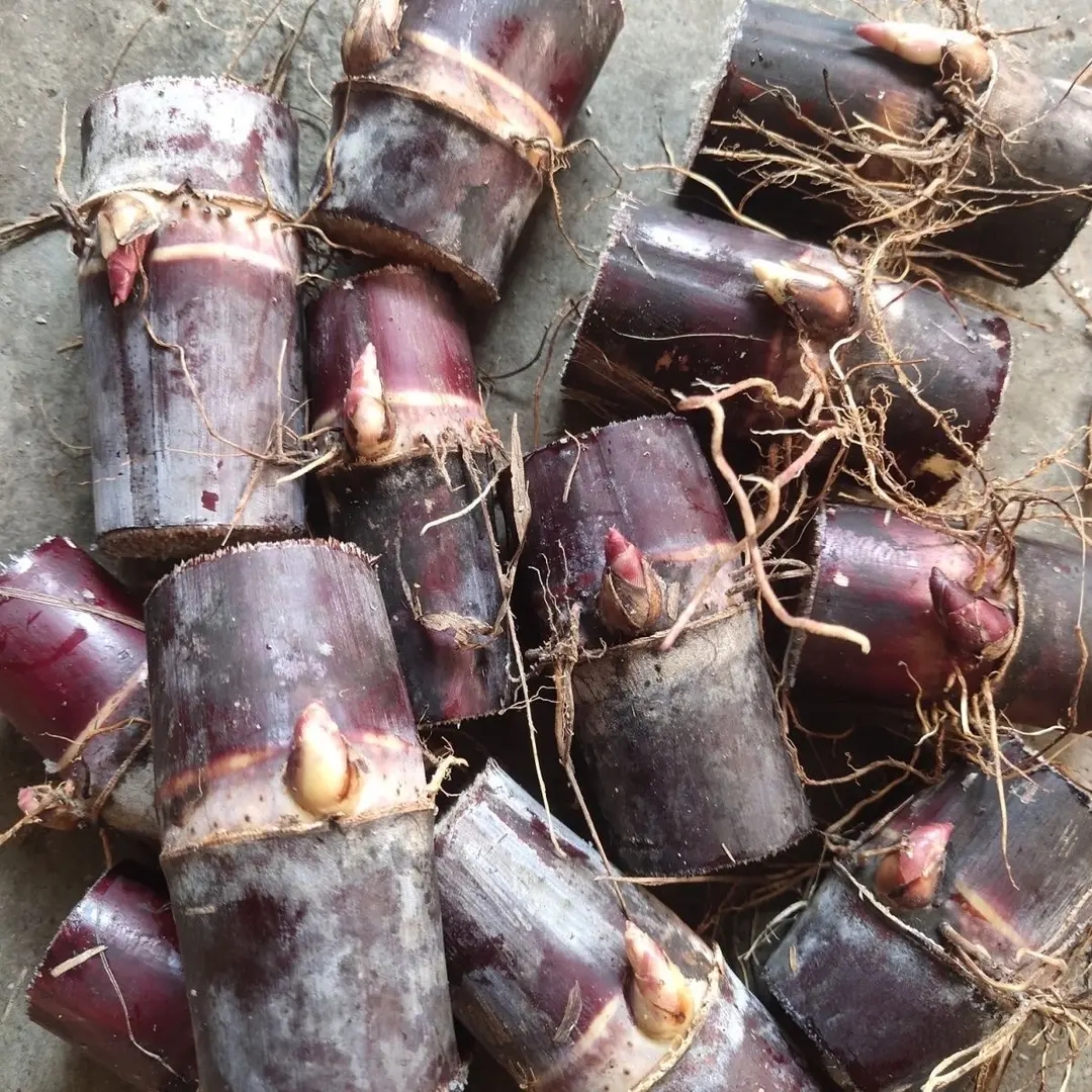广西黄金甜脆甘蔗种苗四季易种黄皮薄皮可盘栽青黑皮种苗南北耐冬