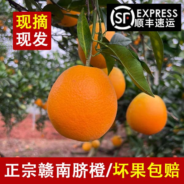 正宗赣南脐橙新鲜水果应季现摘现带箱小果10斤顺丰包邮