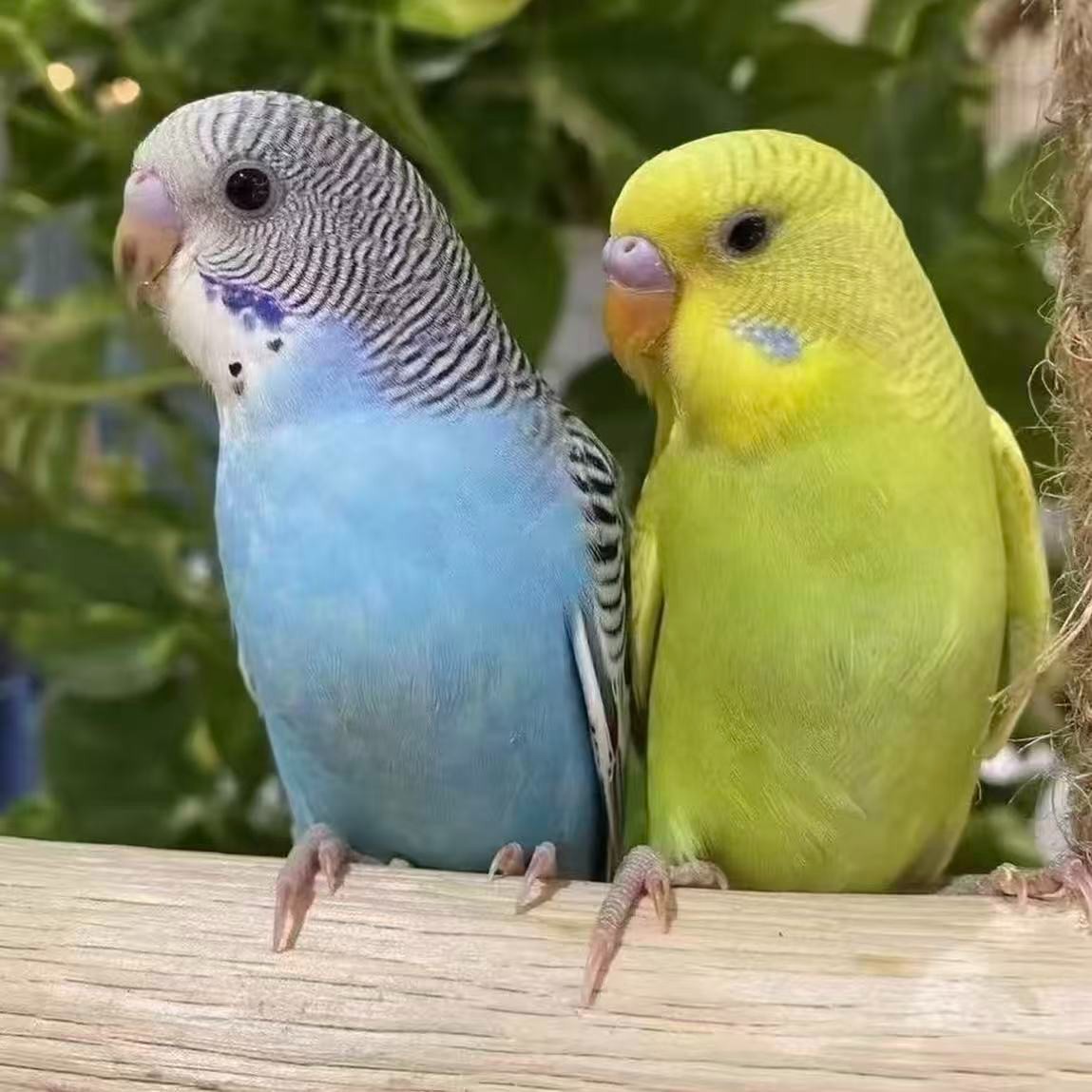 虎皮鹦鹉活鸟手养宠物鸟适合家养可繁殖亲人