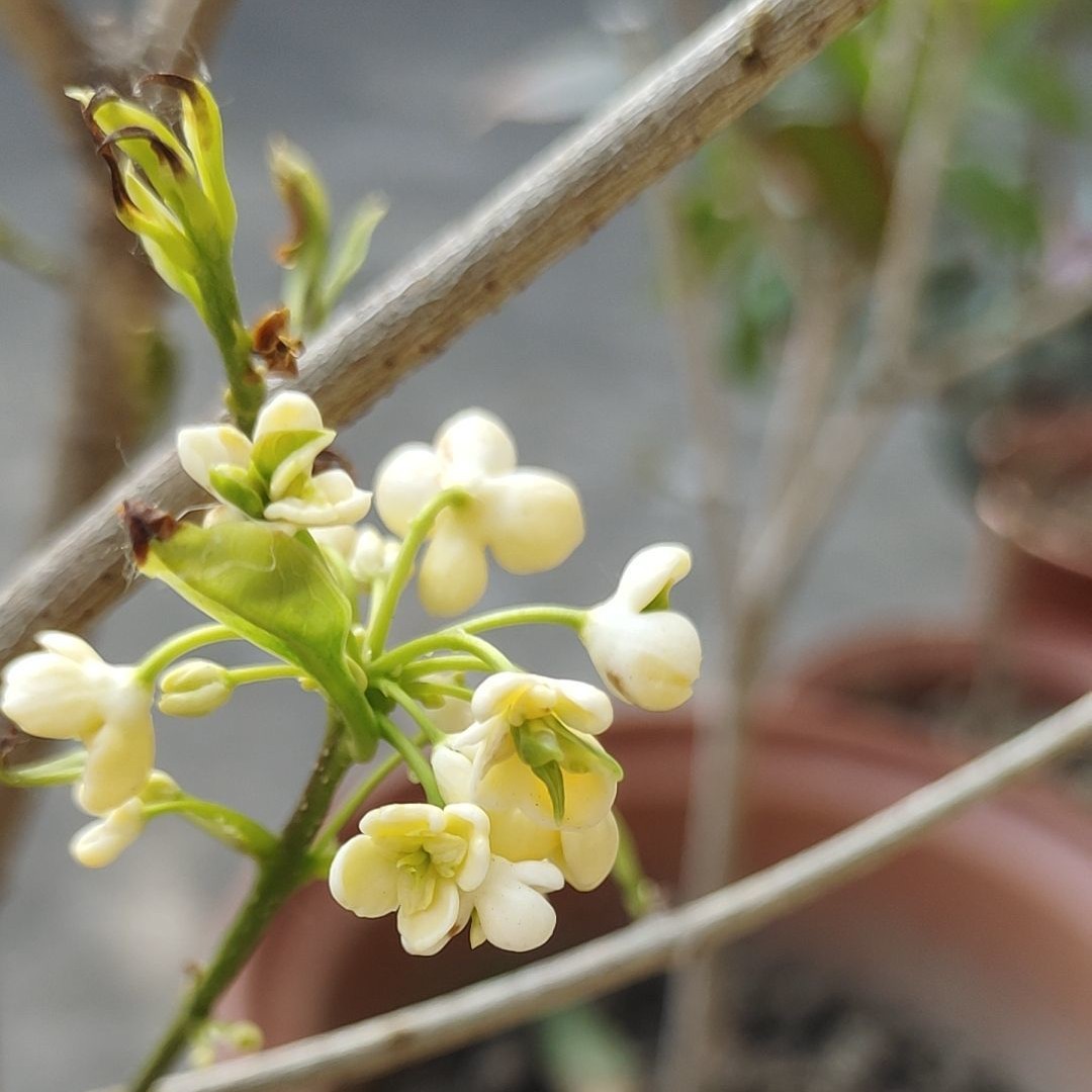 天香台阁桂花黄花天香四季桂花正宗原生盆栽花期长浓香型阳台庭院