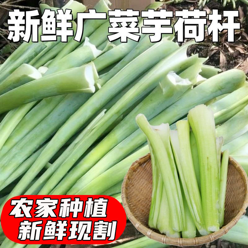 新鲜现摘广菜芋荷梗农家露天种植白芋荷杆时令蔬菜开胃菜芋蒙茭白