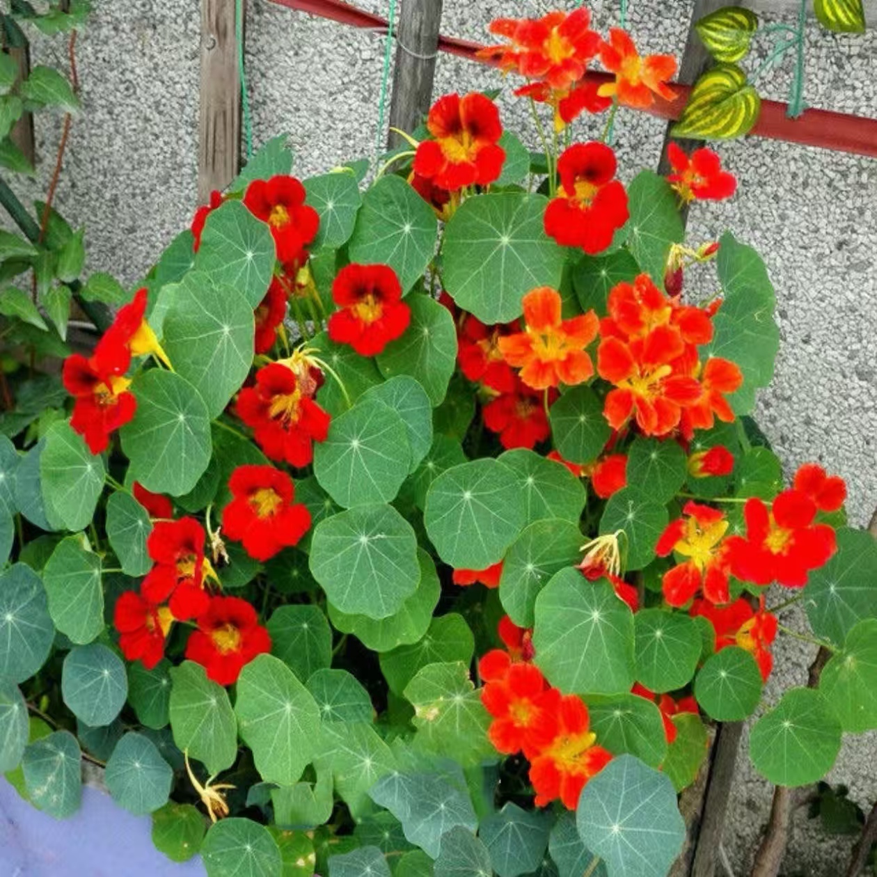 【旱金莲花种子】家庭阳台小院四季种植盆栽地栽易种易活