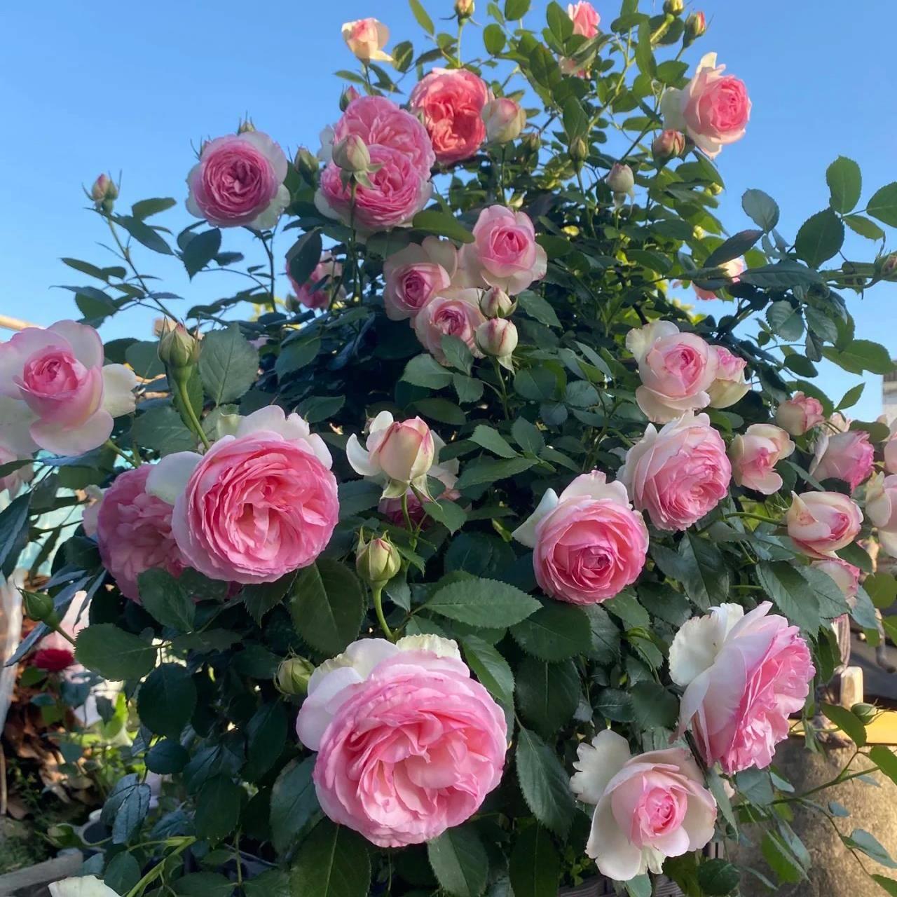 藤本蔷薇小苗带花苞粉龙花苗爬藤月季苗花墙拱门大花浓香四季开花