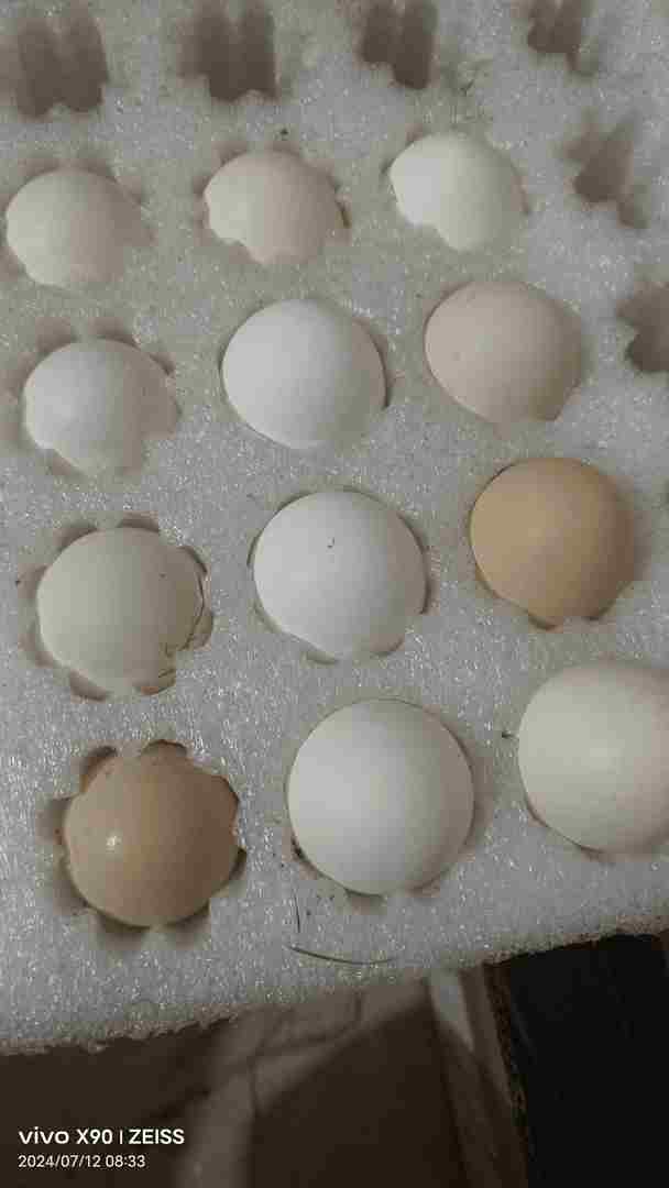 农场鹊山鸡蛋花苞现捡现发