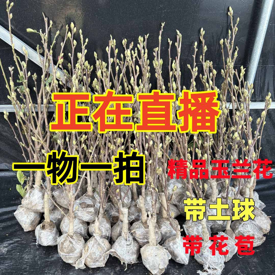 玉兰花树苗带花苞红白黄紫玉兰花盆栽绿化苗木庭院地栽耐寒风景树