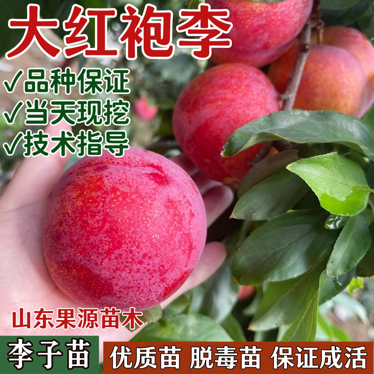 大红袍李子苗离核甜李子耐冬嫁接甜脆李子树苗抗寒干碗离核李子苗