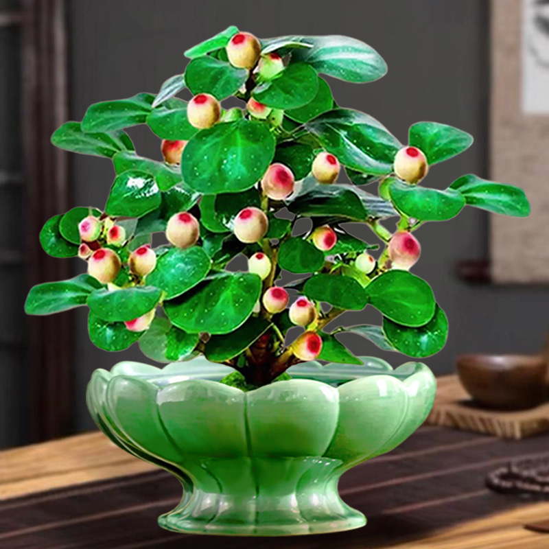 【今日特价 菩提树 带盆带土】带果盆栽中式老桩盆景 室内禅意植物