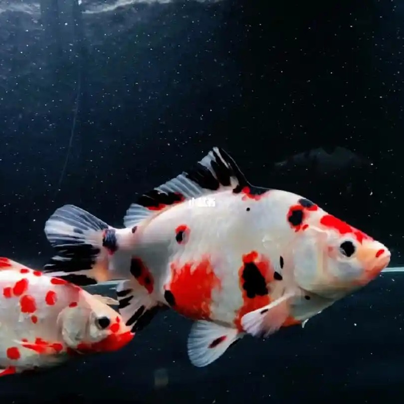 多种花色短尾草金冷水鱼观赏鱼耐活好养适合家庭饲养