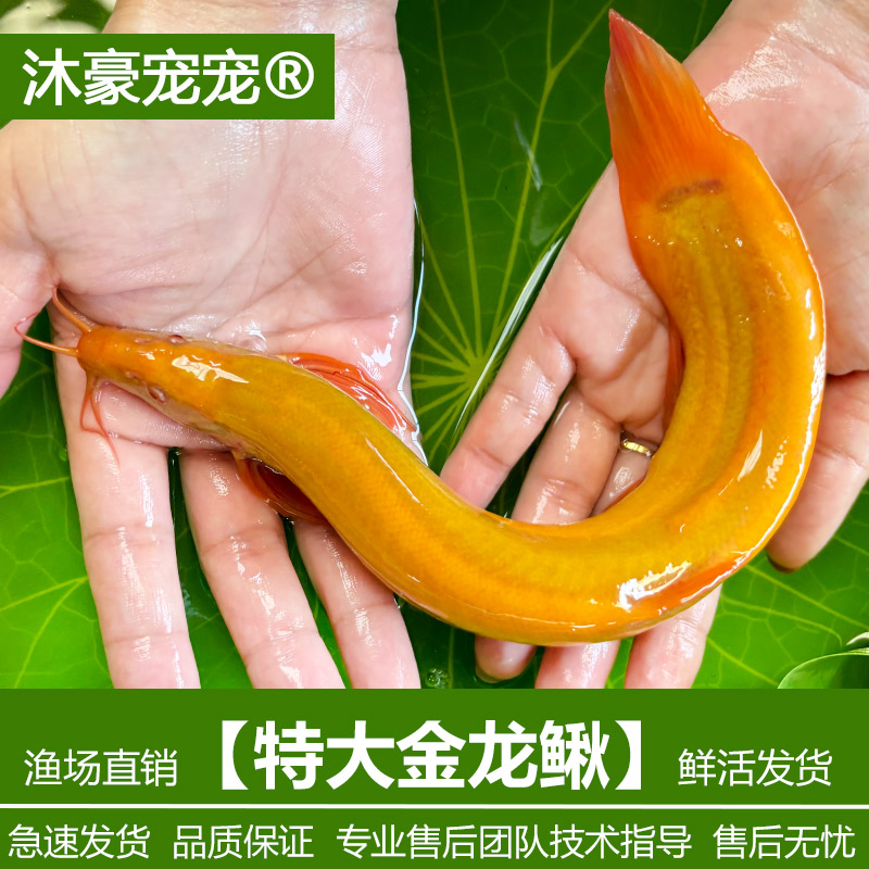 沐豪宠宠【运营推荐】观赏鱼冷水淡水鱼清洁工具鱼好养耐活黄金泥鳅