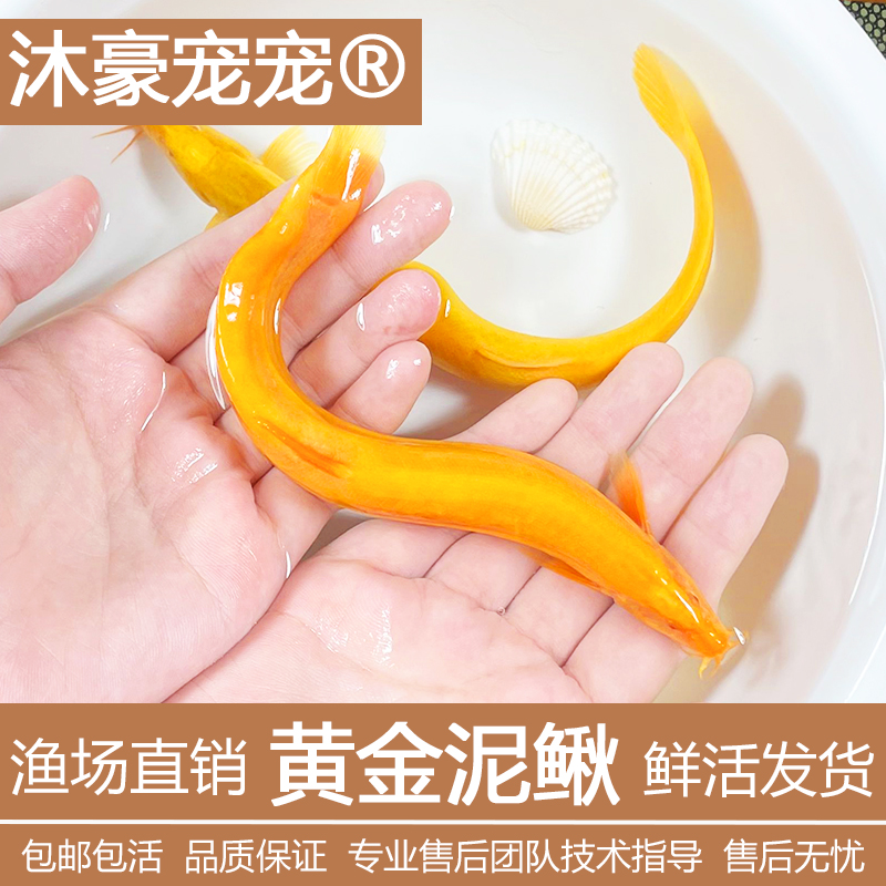 沐豪宠宠【黄金泥鳅】冷水淡水观赏鱼招财鱼缸清洁工具鱼好养耐活鱼