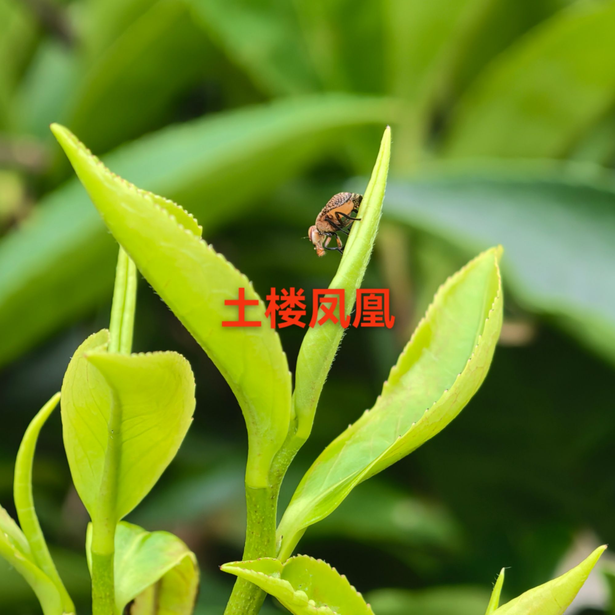 土楼凤凰出厂价新茶上市土楼凤凰原生态正春茶