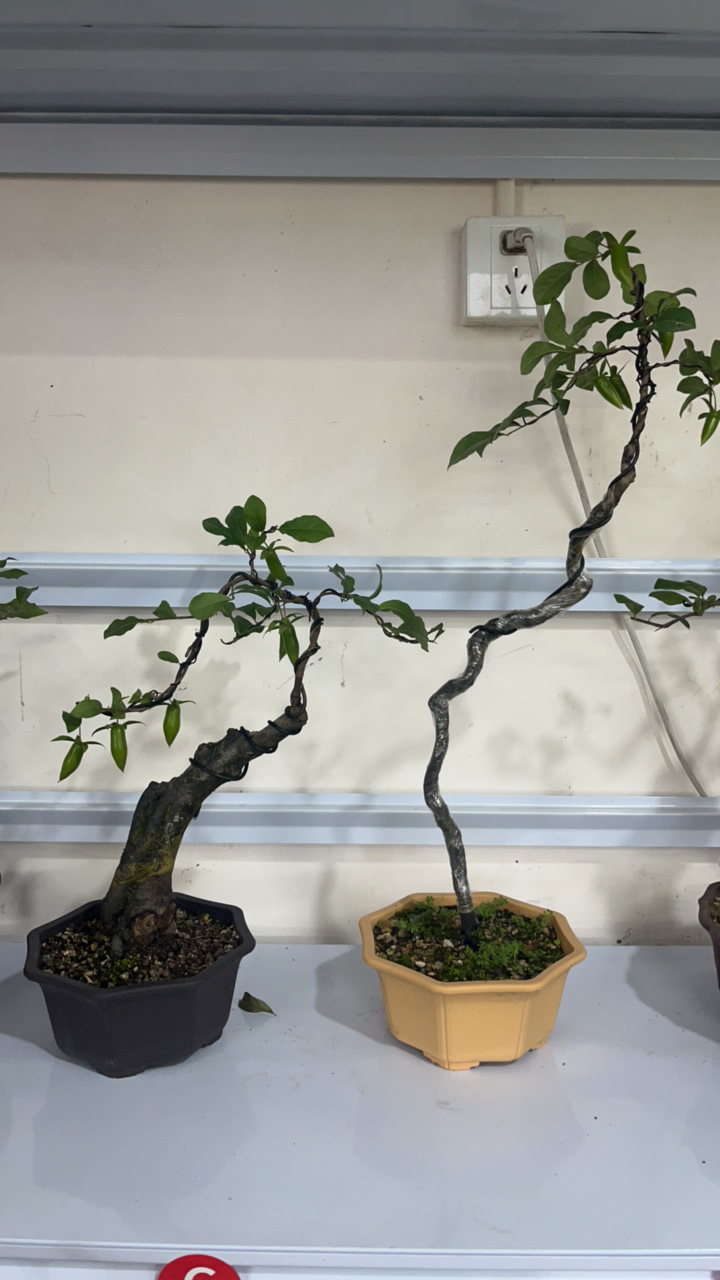 办公室盆栽，老鸦柿黄栌黄荆柏树盆景飘枝植物