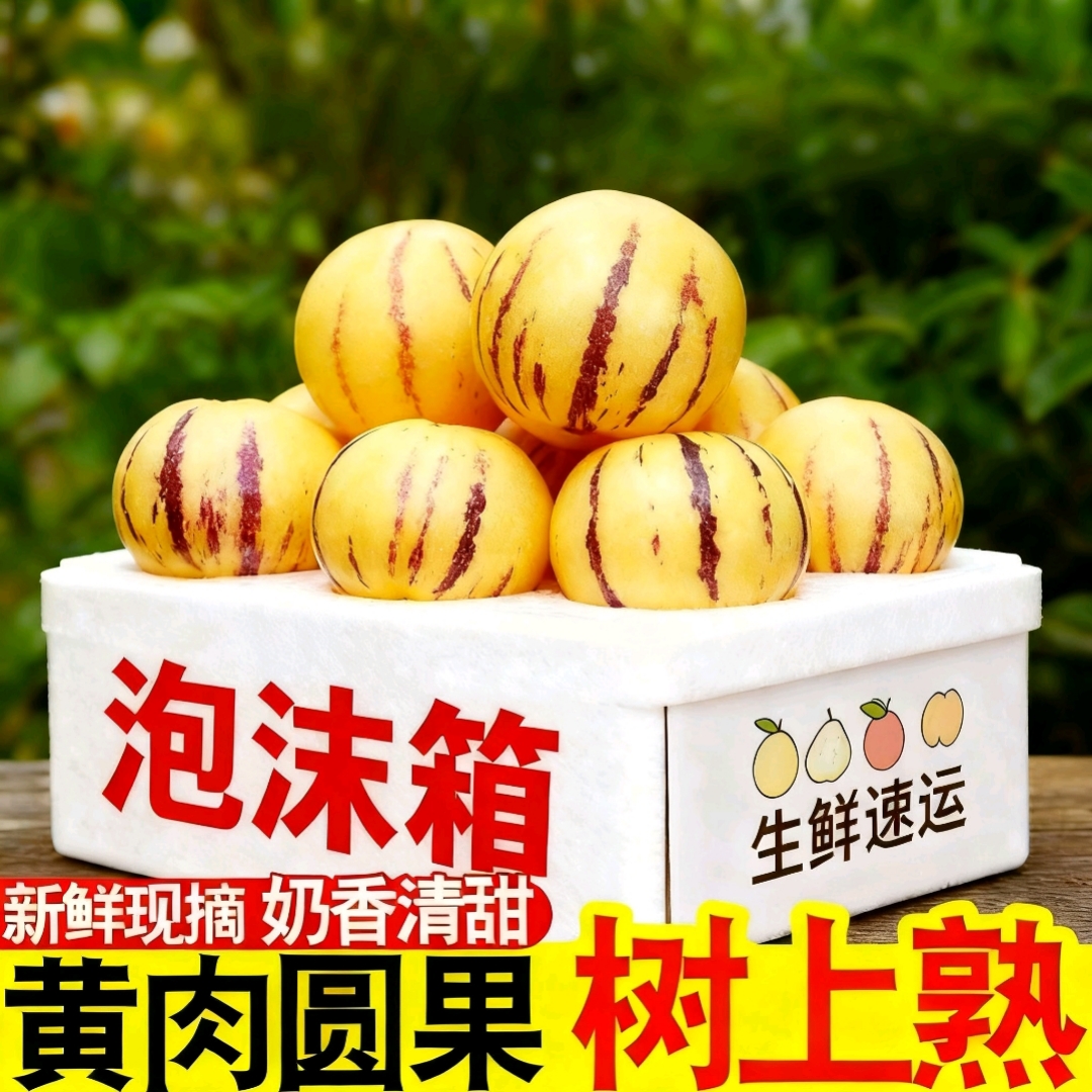 云南石林人参果树上自然熟圆果黄肉新鲜清甜多汁应季水果泡沫箱发