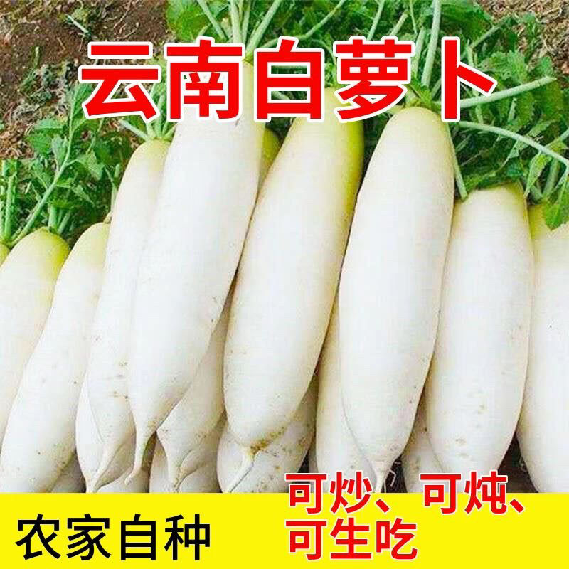 【特价抢9斤】白萝卜新鲜生吃甜脆可口蔬菜水果萝卜泡菜大萝卜现挖