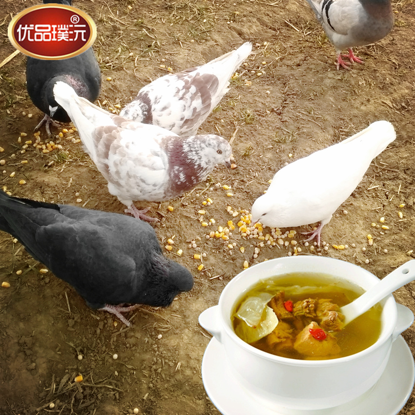 新鲜土鸽子3只 农家散养鲜鸽子肉活体现杀烤乳鸽生鲜炖汤顺丰包邮