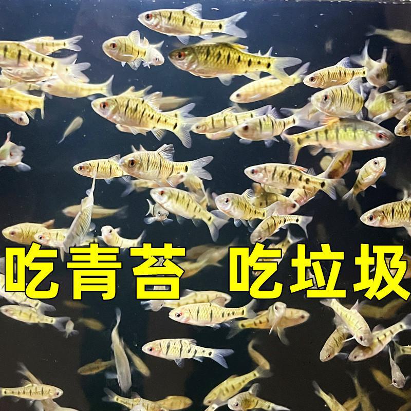 原生态冷水鱼不用打氧群游条纹小鲃鱼风水鱼小溪鱼清道夫净化鱼缸