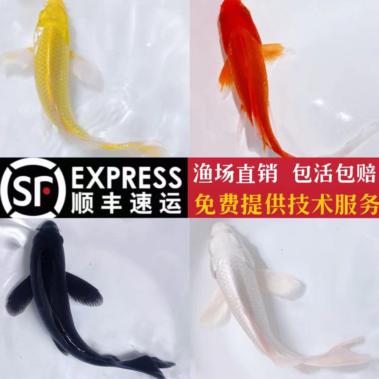 冷水淡水观赏鱼锦鲤鱼活鱼金鱼小型龙凤好养红鲤鱼纯种小锦鲤鱼苗