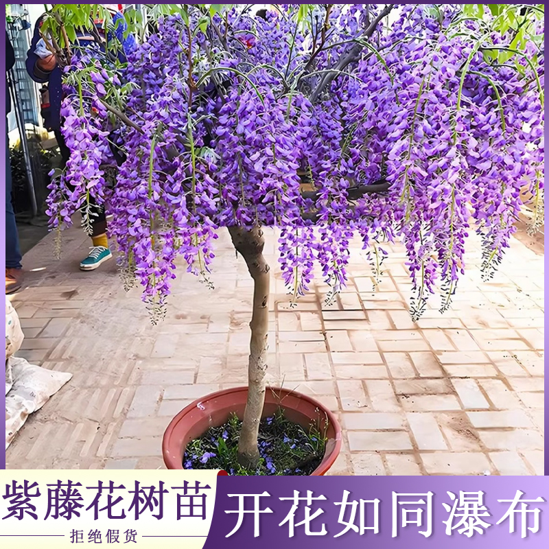 紫藤花树苗爬藤植物盆栽庭院阳台花卉室外四季开花攀爬多花紫藤萝