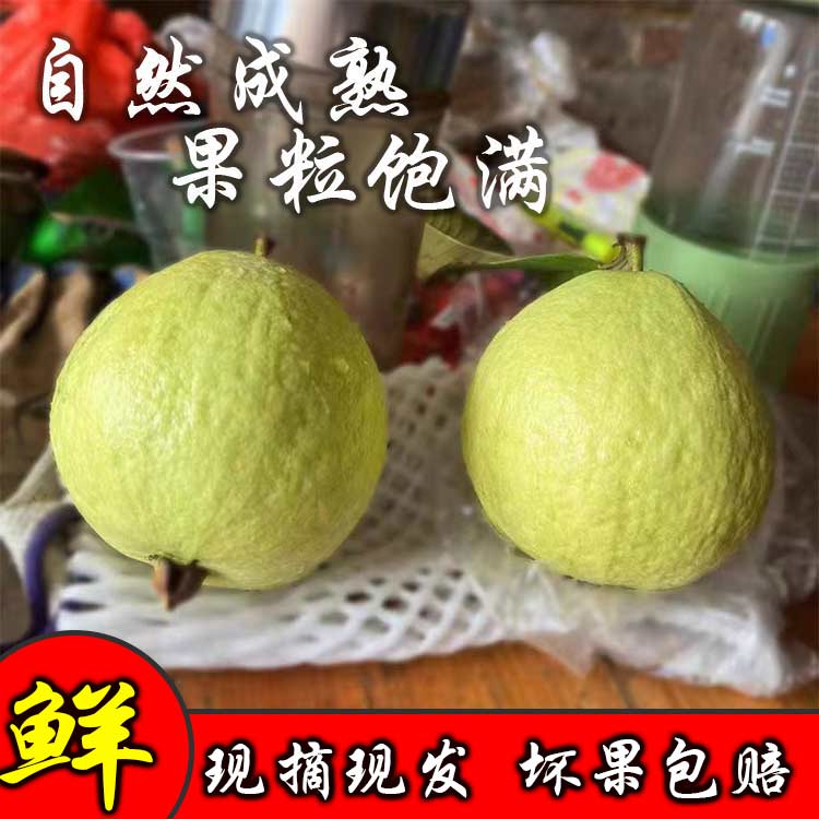 广东产地直发新鲜白心芭乐脆甜多汁应季水果树上自然熟珍珠番石榴