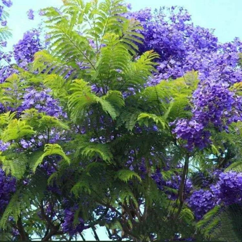 蓝花楹树苗珍稀名贵庭院风景树苗凤凰木南北方种植盆栽地栽树