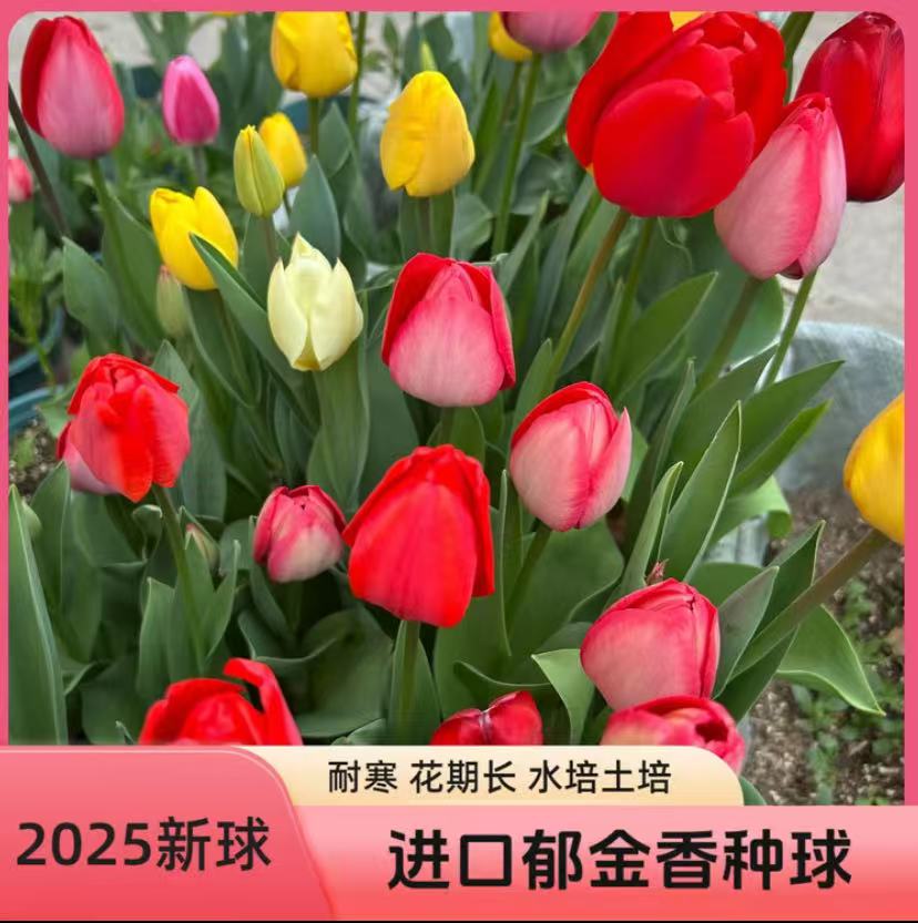 郁金香种球耐寒多年生开花爆满四季开花水培土培阳台花盆种植