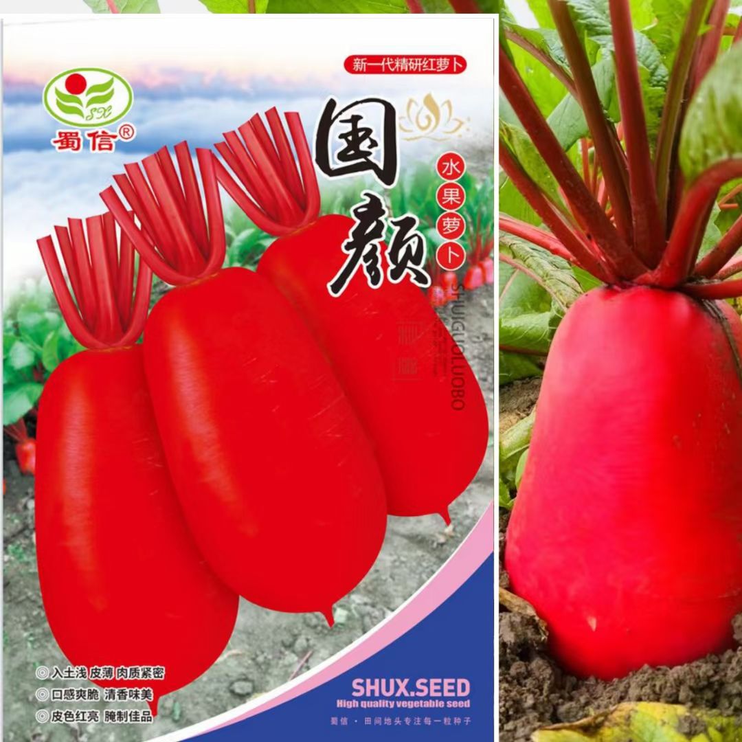 国颜水果萝卜种子红皮白肉满生红春夏秋季理想农家蔬菜种子红萝卜