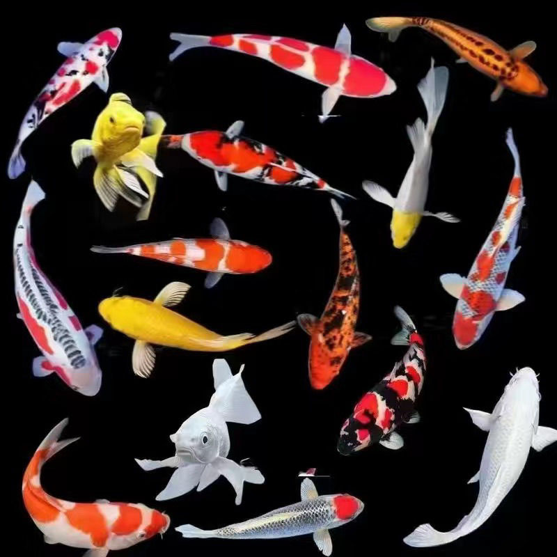 精品大正红白锦鲤观赏鱼混搭包邮包开箱活收到鱼录完整的开箱视频