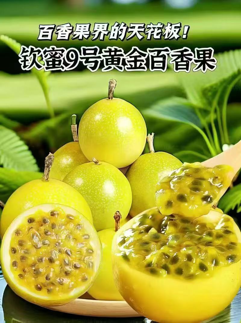 正宗钦蜜9号黄金百香果黄金果9号百香果新鲜水果原产地【纯甜无酸】