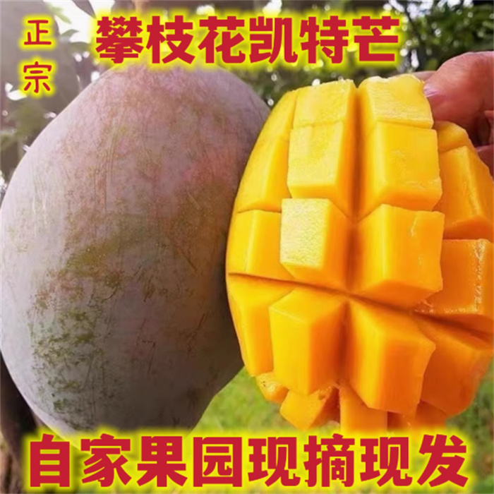  z攀枝花凯特芒果酸甜多汁香味浓郁新鲜现摘水果 带箱9-10斤装