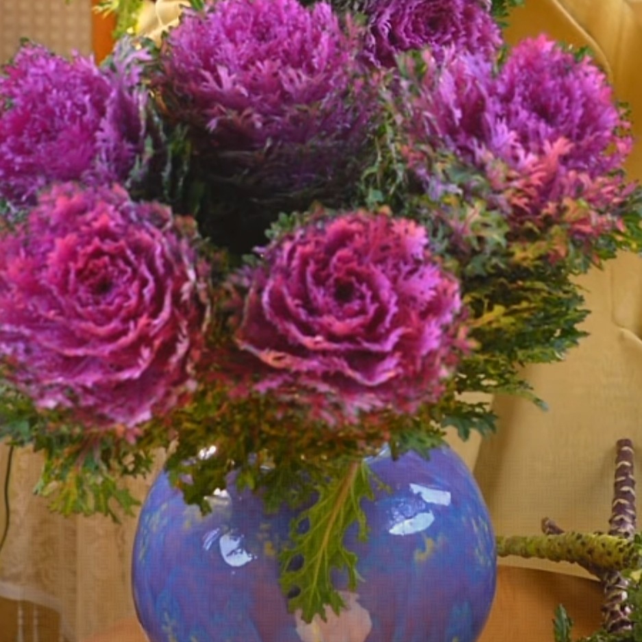 超稀有蕾丝羽衣甘蓝鲜花叶牡丹绿植多色水培植物家用办公室观赏花