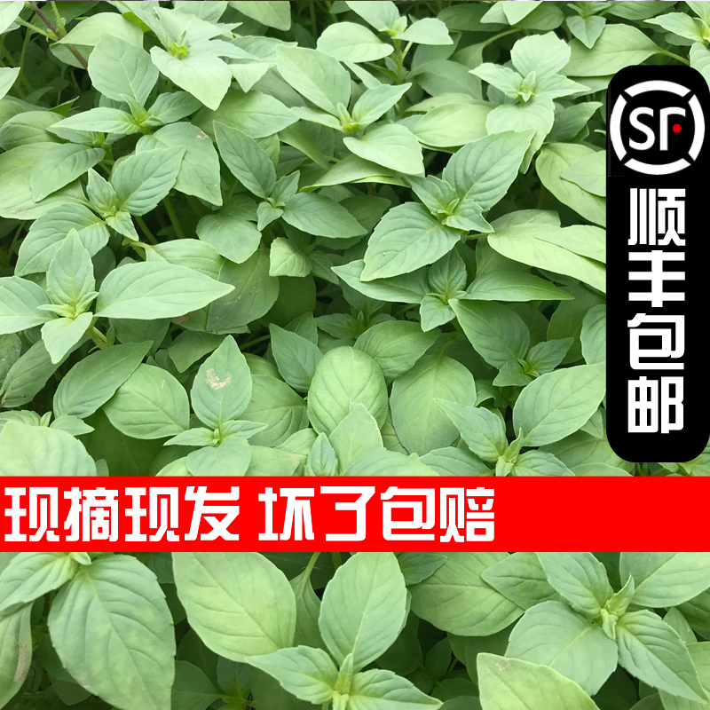 顺丰包邮河南特色大叶荆芥新鲜蔬菜现摘现发带根可凉拌调味