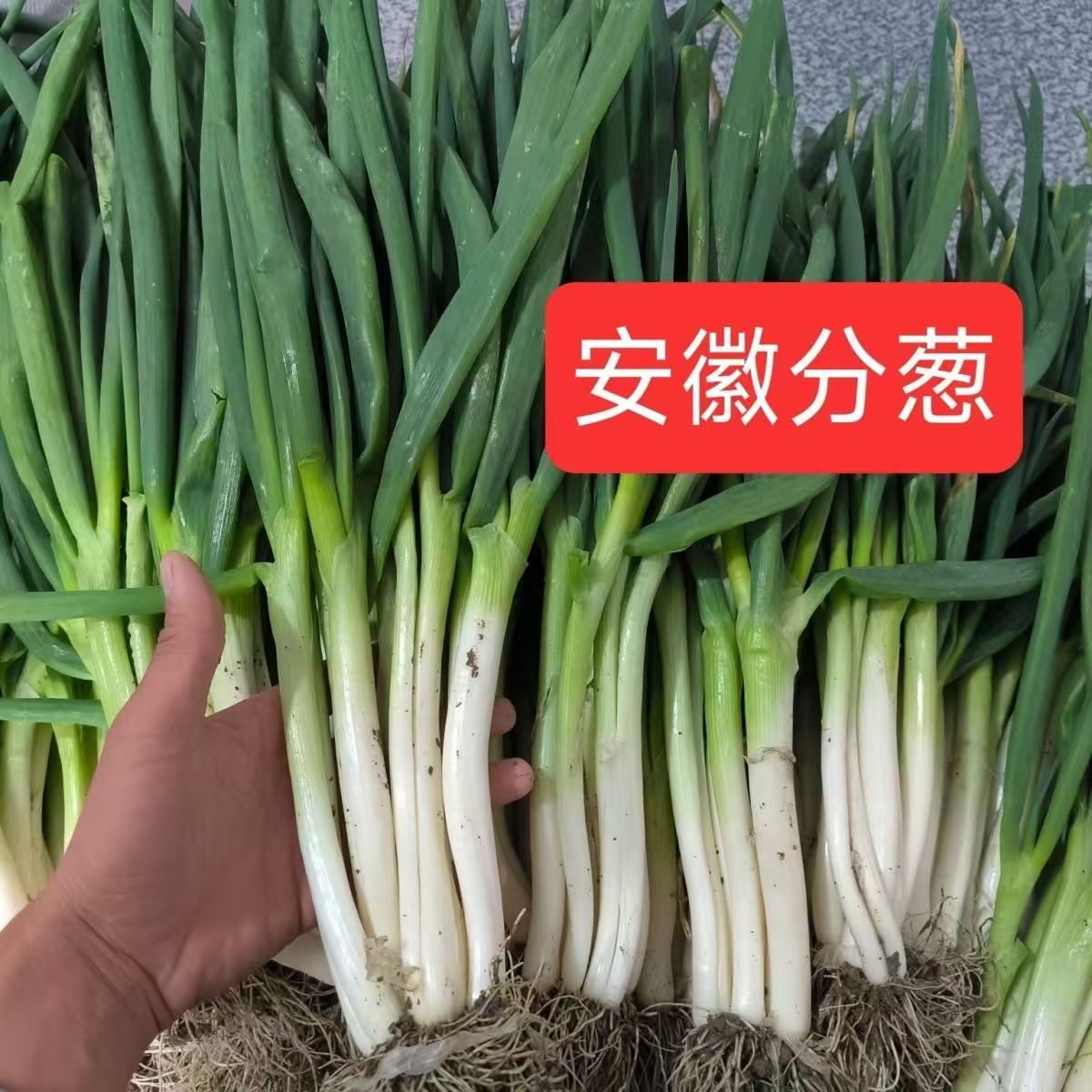 现挖新鲜大葱农家露天种植生吃脆嫩可包饺子包子大葱根葱叶