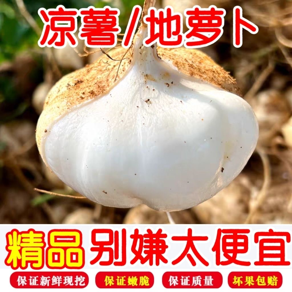 （红沙地品种）新鲜广西凉薯白瓜地萝卜土瓜5/9/3/2斤生吃地梨
