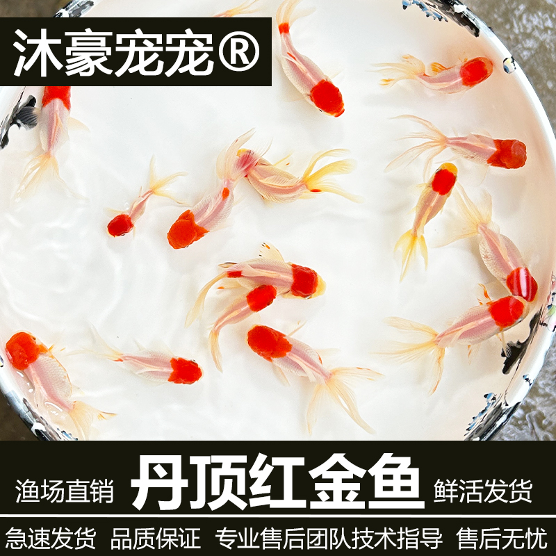 沐豪宠宠【金鱼丹顶】金鱼水族淡水鱼缸冷水小金鱼苗锦鲫观赏鱼混养
