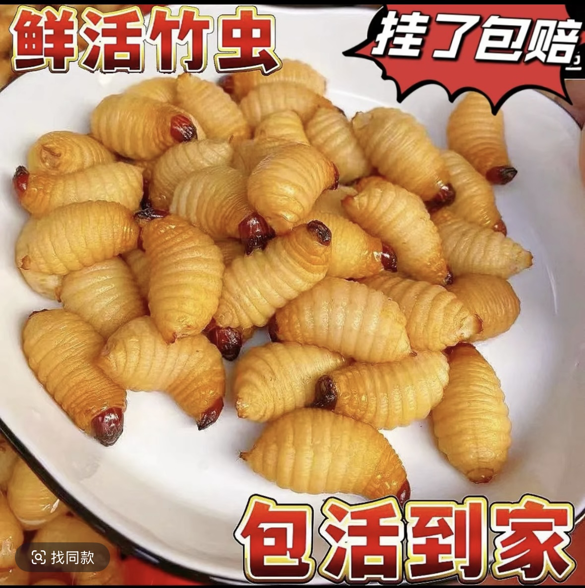 特级鲜活竹虫广东养殖基地竹笋虫包邮包活到家