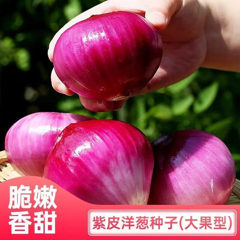 【紫皮洋葱种子】甜味洋葱脆嫩香大果早熟新手种植阳台小院菜园