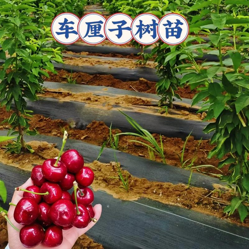 【基地直发】车厘子大樱桃树苗嫁接苗盆栽地栽南北方种植抗寒耐冻