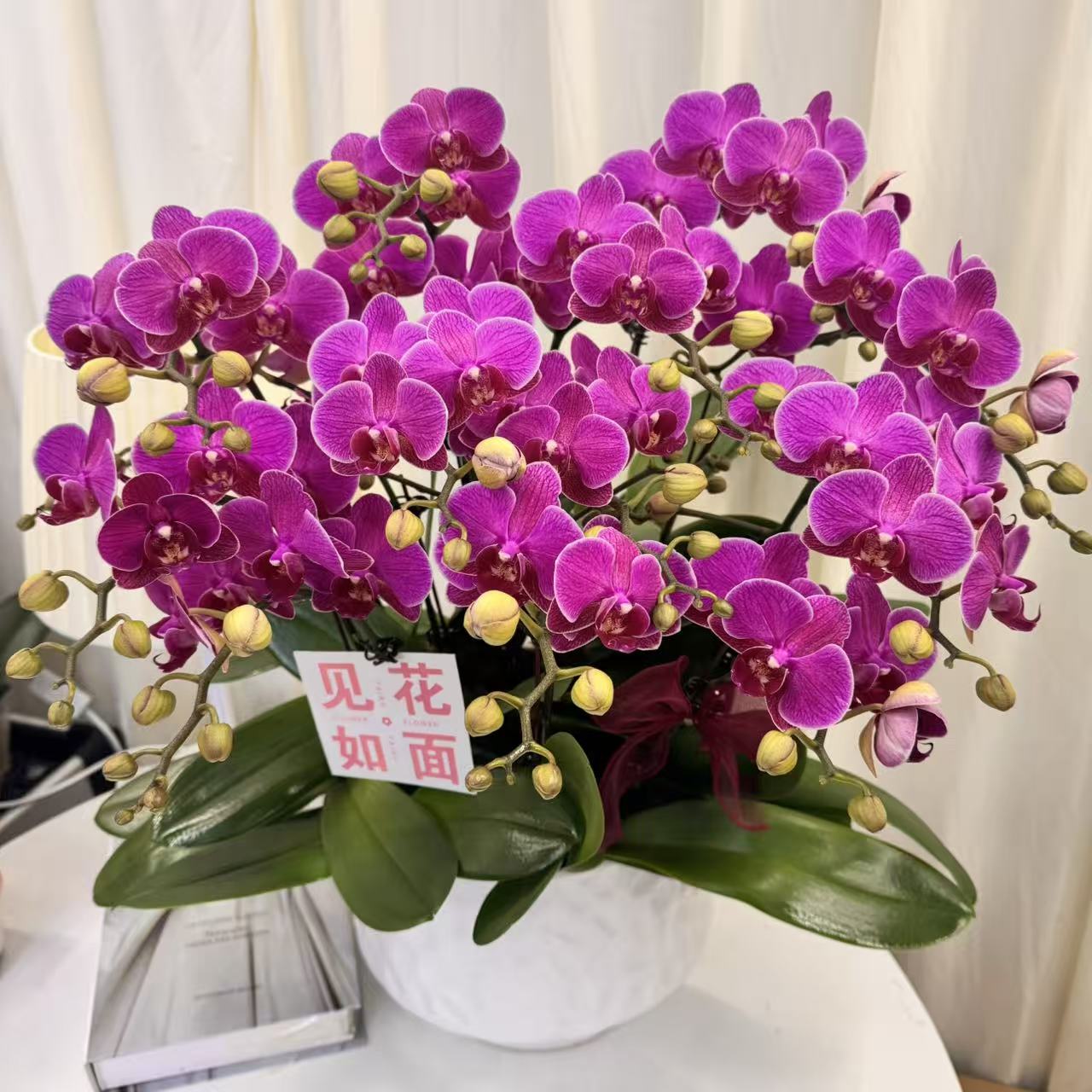 蝴蝶兰【鸿运当头】年宵紫红色系带花精致组盆鲜花绿植送礼带花花苞