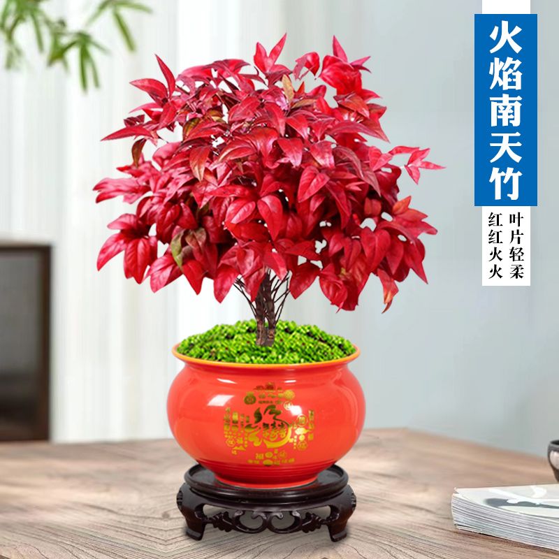 【越冷越红】火焰南天竹盆景冬季耐寒红叶绿植室内外客厅年宵植物