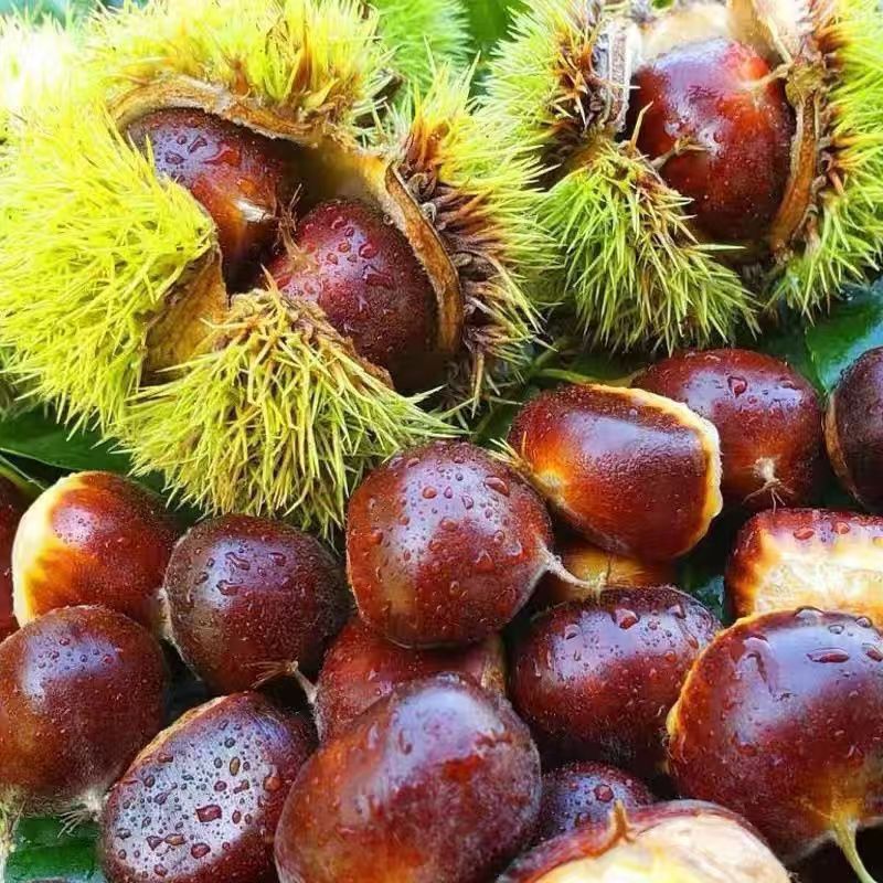 2025当季新鲜板栗