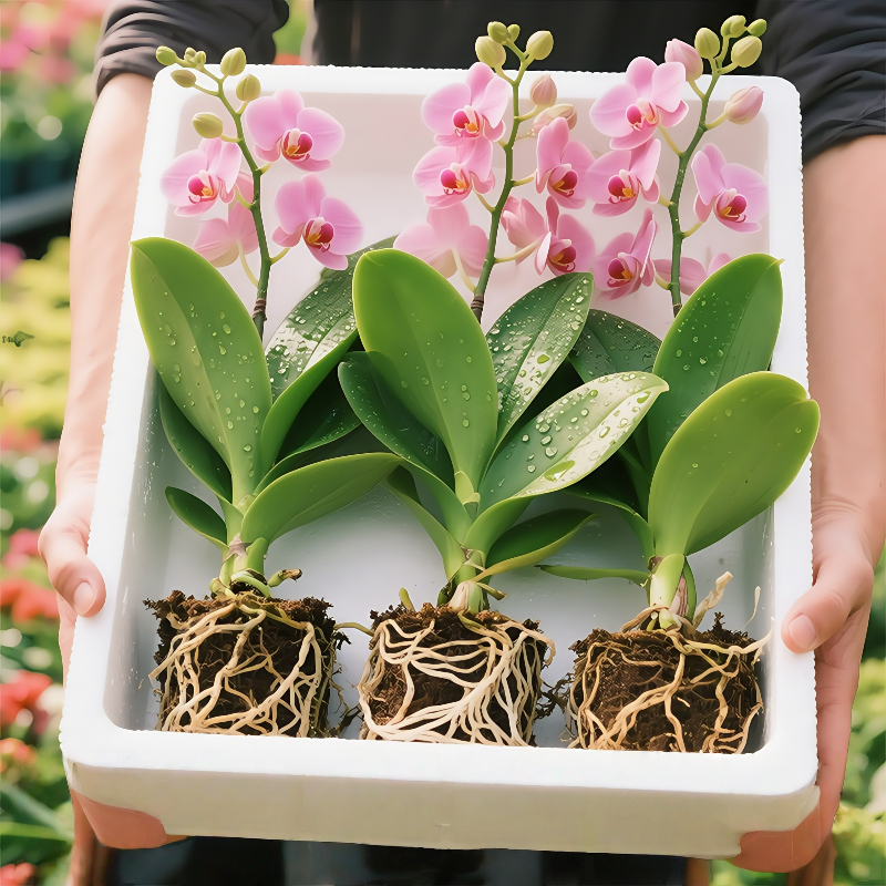 蝴蝶兰盆栽带花剑带花苞花卉秋冬客厅兰花大苗室内植物四季好养活