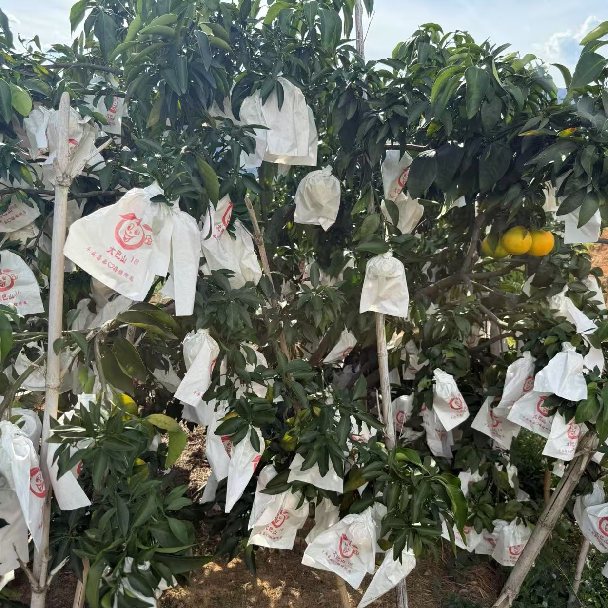 古田果冻橙新鲜饱满多汁香甜原产地直供现摘现发